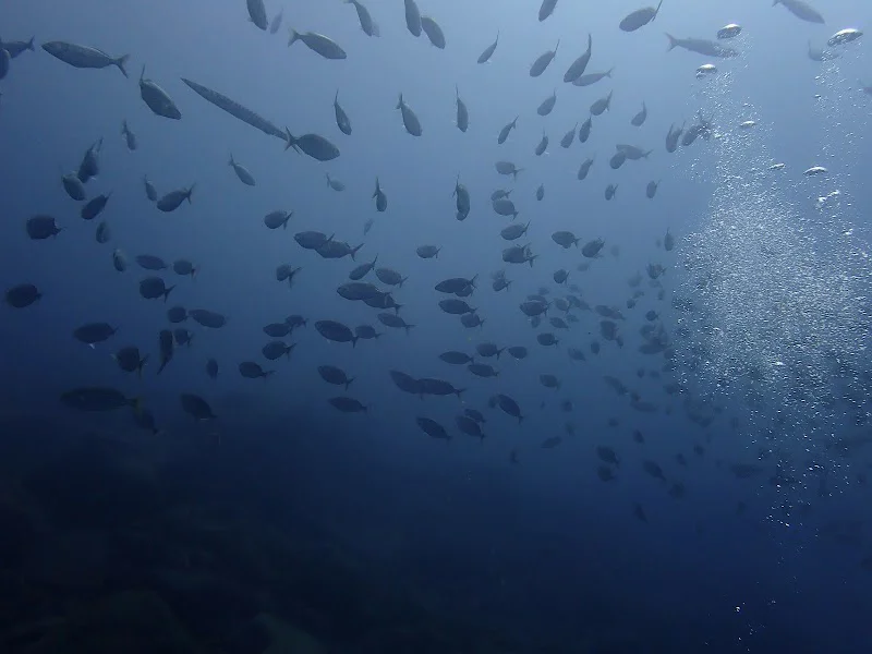 Barbarian Diving Tenerife S.L